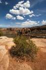 Pinyon pine. Canyon Rim Trail, Colorado National Monument, Colorado, USA. Art Print